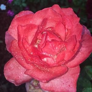 Meet your Posher, Kaylee